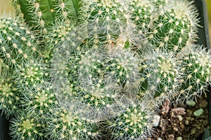 Plant lobivia shaferi echinopsis aurea