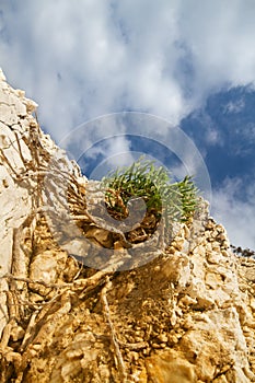 Plant with long, winding roots growing on barren rock