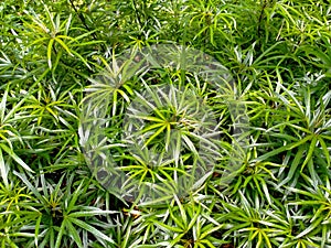 This plant looks fresher after a rain