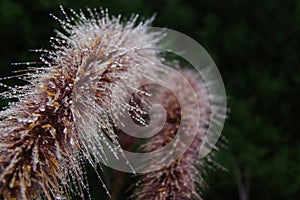 A plant that looks like hair with raindrops after the rain
