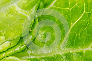 Plant louse, sap-sucking aphid, on green Romaine lettuce leaf