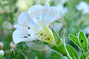 Plant louse pests on white flower