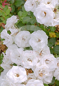 Plant lover  background. White Roses  Flower aesthetic. Summer time, bloom concept