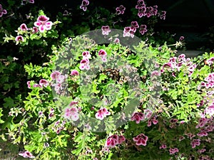 Plant of the macranta geranium