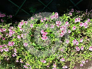 Plant of the macranta geranium