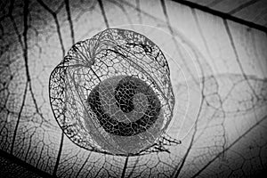 Plant macro detail - floral texture