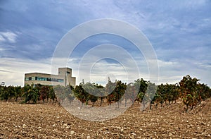 Plant for making wine and jamon in Olite. photo