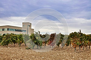 Plant for making wine and jamon in Olite photo