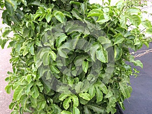 Plant photo
