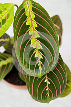 Plant Maranta fascinator tricolor Latin Maranta with beautiful yellow red veins on green leaves in a clay pot