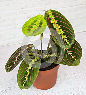 Plant Maranta fascinator tricolor Latin Maranta with beautiful yellow red veins on green leaves in a clay pot