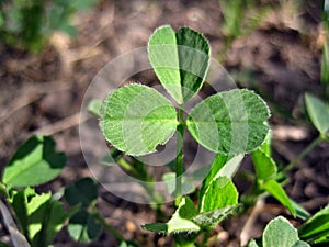 Plant medicago lupulina