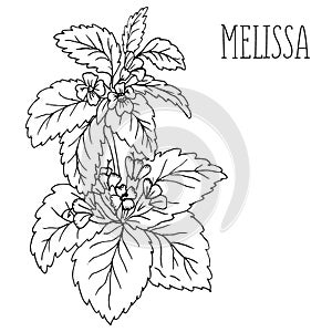 The plant Melissa