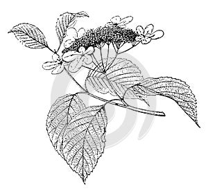 Plant, member, Adoxaceae, family, plant, taxonomic, genus vintage illustration