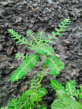 plant meniran background nature abstract photo