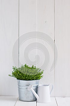 Plant in a metal pot and watering can