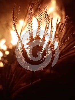 plant in the middle a firenight