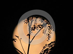 Plant on midnight moon background view