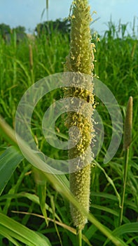 A plant of millat photo