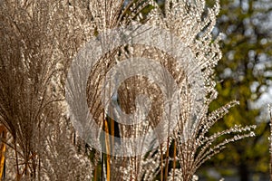 Plant Miscanthus or silvergrass.