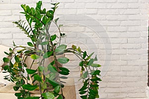 Plant in the Modern home interior. Empty white wall in background. Copy space for text