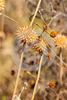 Plant Molinillo dry, as species Leonotis nepetifolia (L.) R.Br., belongs to Lamiaceae