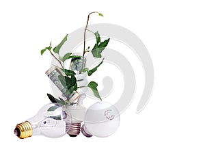 Plant and Money in Efficient Light Bulb