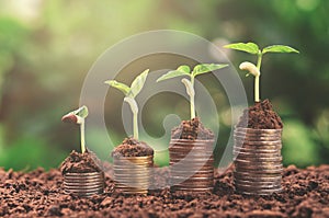 Plant money growing concept business finance