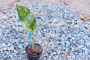 Plant the monstera obliqua mayuna variegated