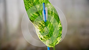 Plant the monstera obliqua mayuna variegated in the pot