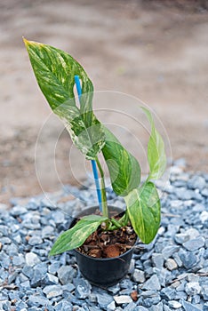 Plant the monstera obliqua mayuna variegated in the pot