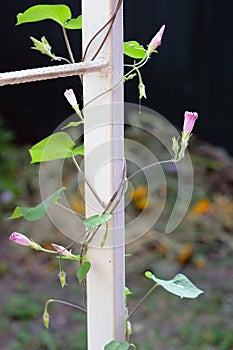 A plant morning-glory wraps an iron fence, curled buds.