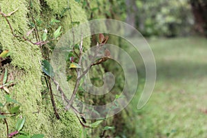 Plant and moss