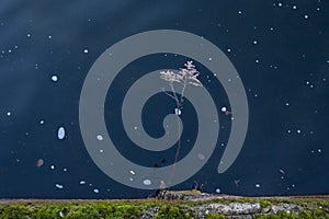 Plant and moss growing on the concrete near the river. Circles of foam on the water surface