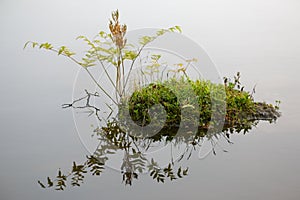 Plant and mossy rock reflected in water