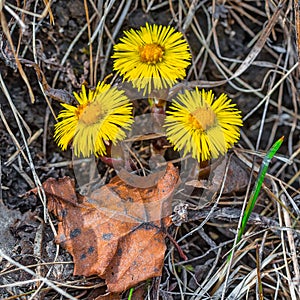 The plant Mother-and-stepmother lat. Tussilago farfara