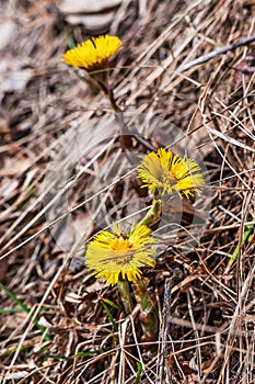 The plant Mother-and-stepmother lat. Tussilago farfara