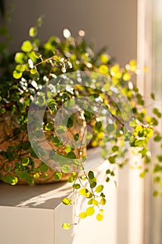 Plant Muehlenbeckia in a decorative planter after wetting from a spray gun on the table lit by sunlight