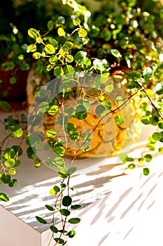 Plant Muehlenbeckia in a decorative planter after wetting from a spray gun on the table lit by sunlight