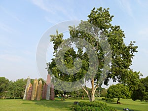 Plant name is arjuna