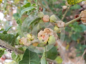 ashwagandha plant, photo