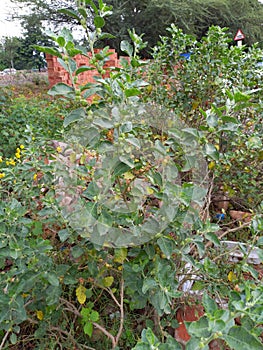 ashwagandha plant, photo