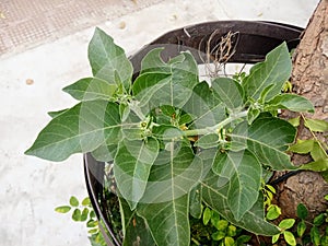 Plant name is ashwagandha photo
