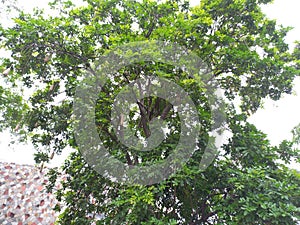 Plant name is balam kheera