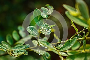 This plant name is Phyllanthus reticulatus, and morning dew drop fall on this plant leaf close up shot in the morning