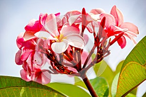 Plumeria Flower with pink and red colour