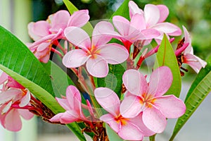 Plumeria Flower with pink and red colour