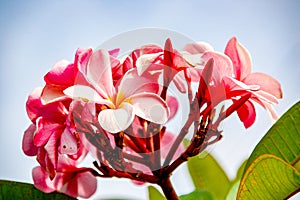 Plumeria Flower with pink and red colour