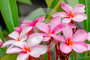 Plumeria Flower with pink and red colour