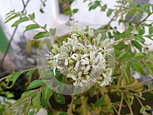 a plant with the name Salam Koja or also called curry leaves which has beautiful white flowers